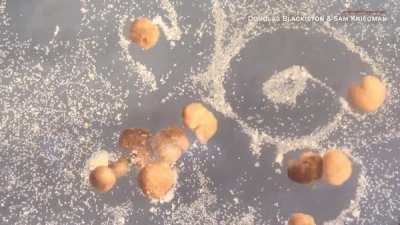 World’s first living robots can now "reproduce"