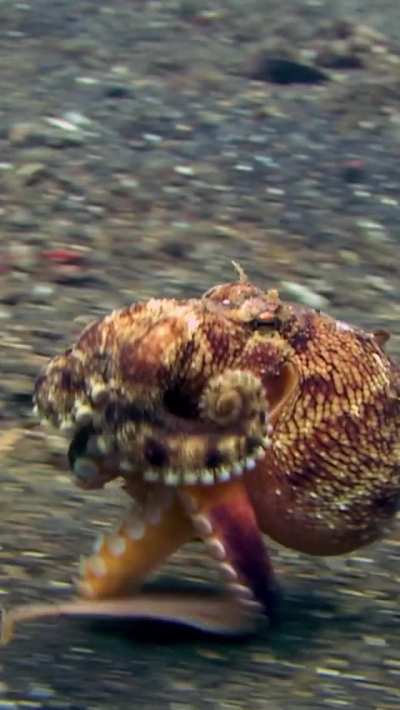 Some biologists refer to octopuses having six "arms" and two "legs" because the two rear appendages are generally used to walk on the seafloor.