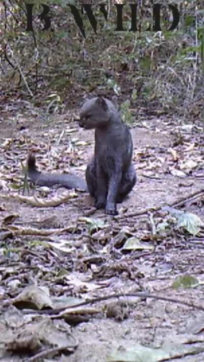 ? Rare footage of a Jaguarundi. This vocal, yet elusive feline is native to the Americas and sometimes referred to as the ‘otter-cat’. It has at least 13 distinct calls and is closely related to the Puma