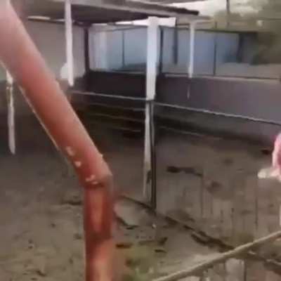 Moo ? vs violin ?