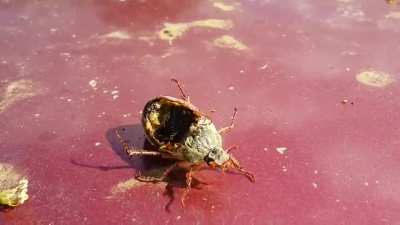 "Zombie" beetle controlled by parasites after death