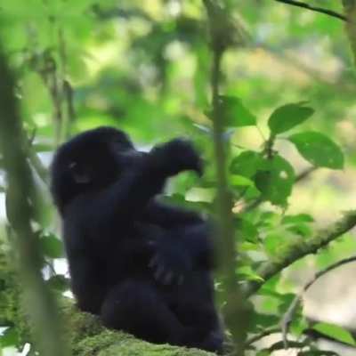 ? Baby gorilla practicing chest beat