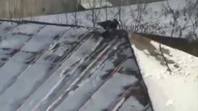 ? Crow skiing
