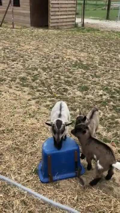 Baby goats play "King of the Hill"