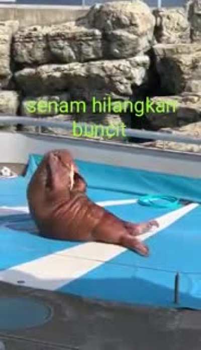 Seal pack