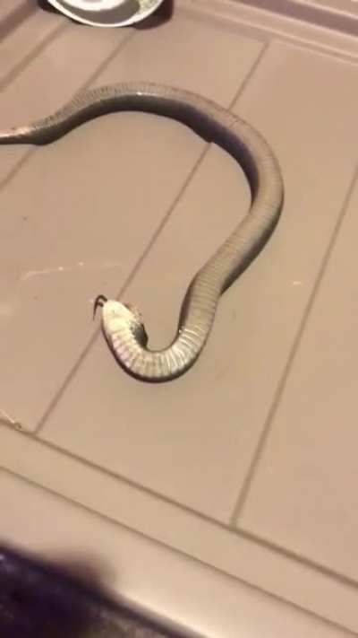 A funny snake