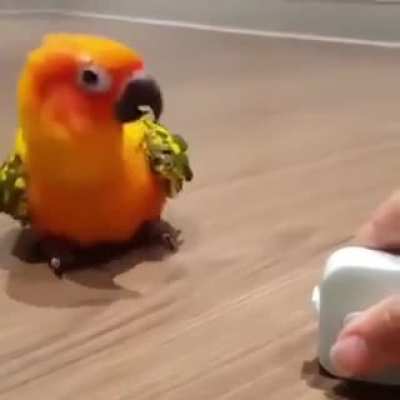 Vibebirb