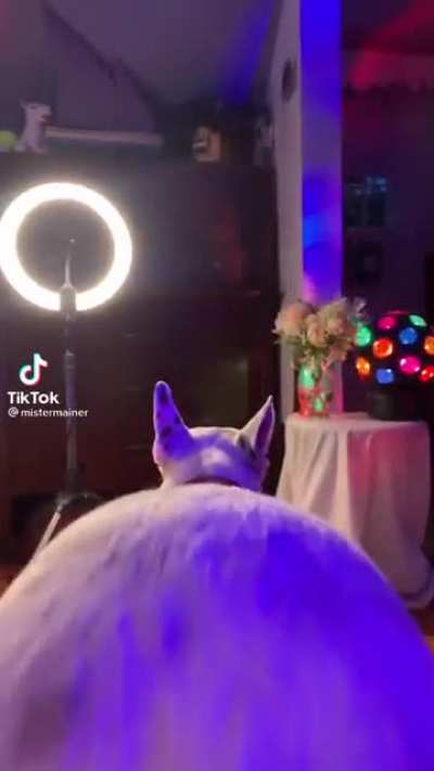 Onlypaws ?