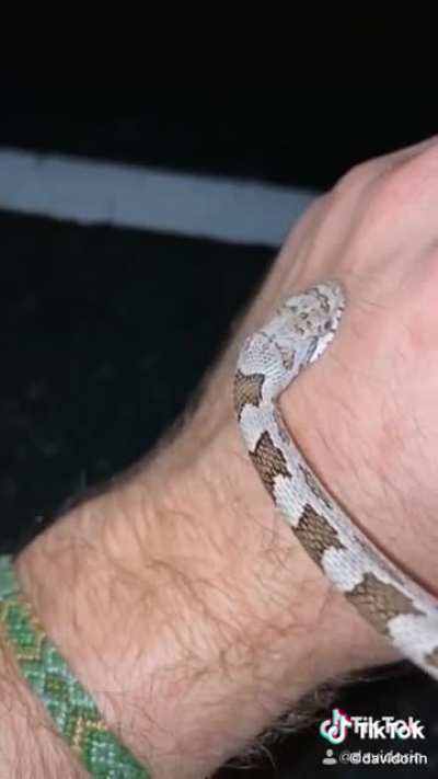 Rating the pain from snake bites ?