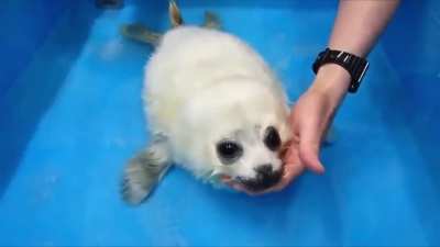 Baby seals first swim lesson.