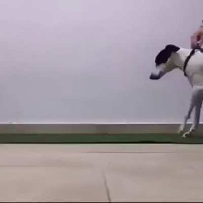 Disabled dog learns to walk again