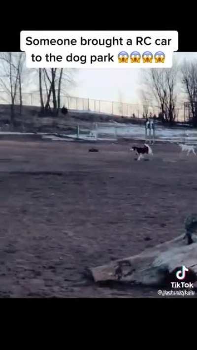 Borrowed from TicTok.. those are some serious zoomies ? TT:@thehuskybalu