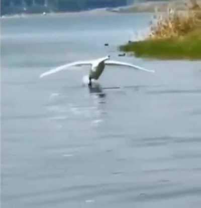 ? Precision Water Landing ?