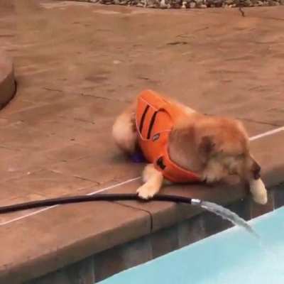 Puppy doesn't like sharing.