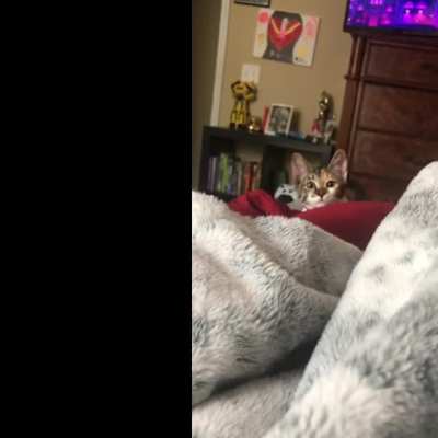 Cat :)