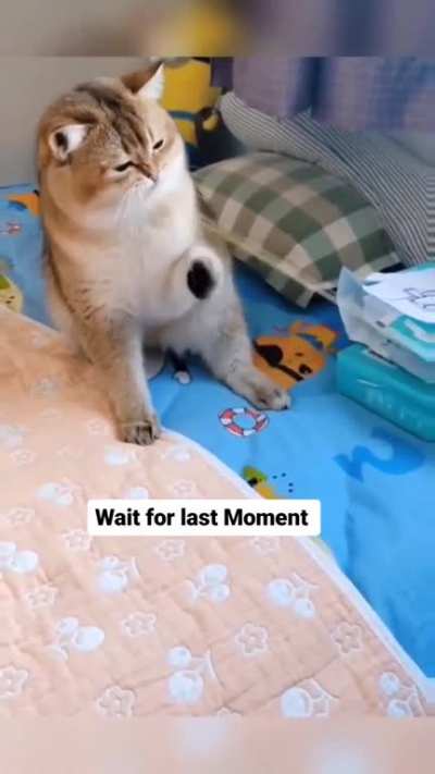Fluppy cat????
