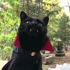This cat is ready for spooky season ?