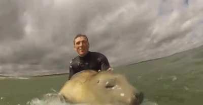 ? Seal goes for a lil surf.