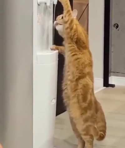This cat may have attended Harvard.