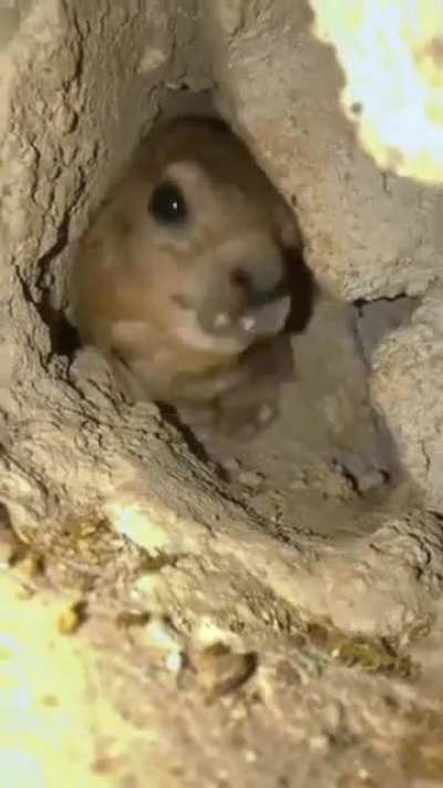 ? This is not a rodent.