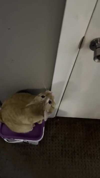 He wants in the basement so bad
