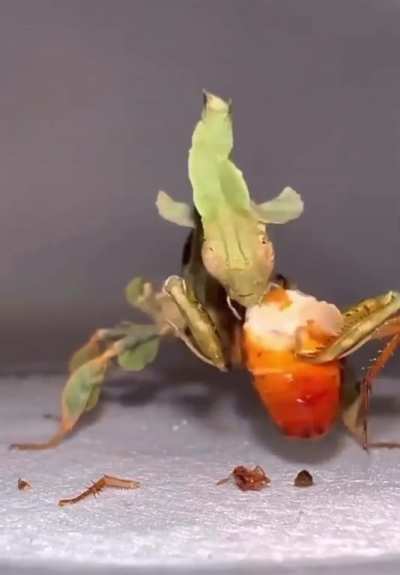 Cockroach