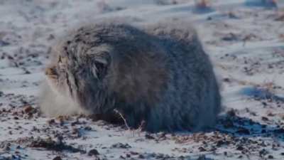 ? A chonky little Pallas Cat on the prowl ?