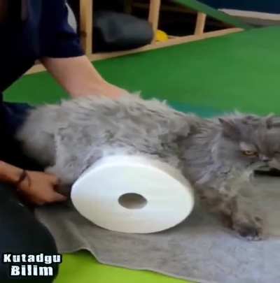 She managed to walk a paralyzed cat