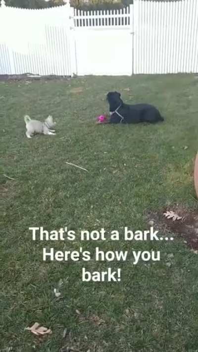 A real bork