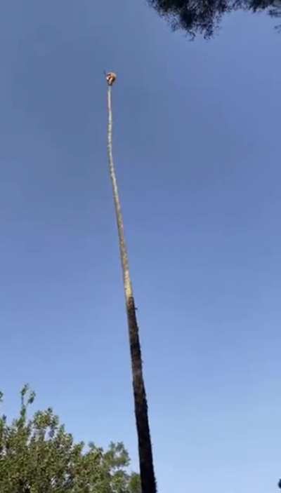 How to cut really tall palm trees