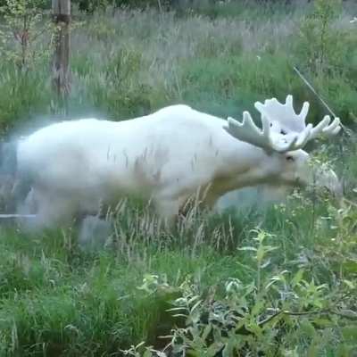 ? Extraordinary white moose was spotted taking a dip in a pool in Sweden's Varmland County ? Hans Nilsson