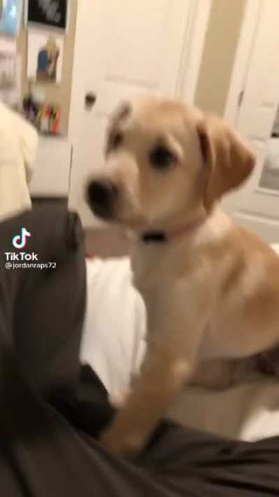 Cute doggo