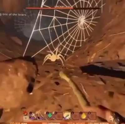 Momma Spider??