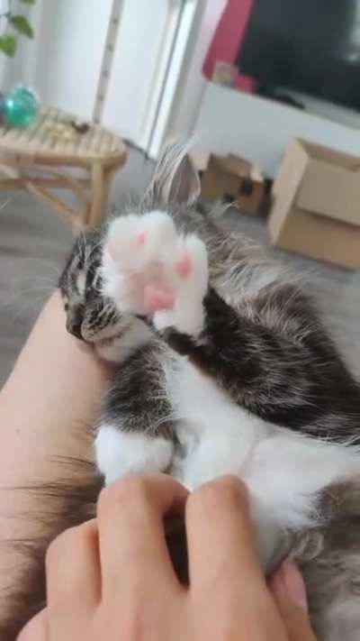 Left paw, right paw ??