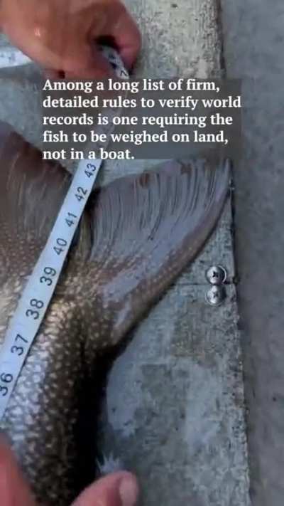 A father and son duo in Gunnison caught the surprise of a lifetime when they reeled in a pending** world record-breaking lake trout that weighed 73lbs and 4ft long.  **because they released it