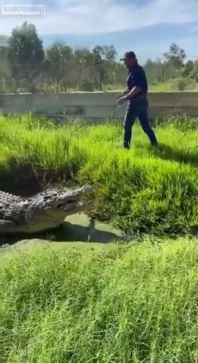 ? Large crocodile swims up to man