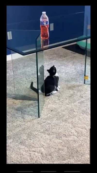 To get on the table