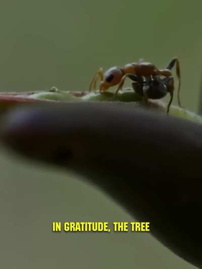 Symbiosis between Acacia plant and ant colony
