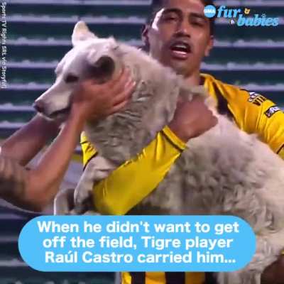 Cant stop "awwing" over this good boy at a soccer game.
