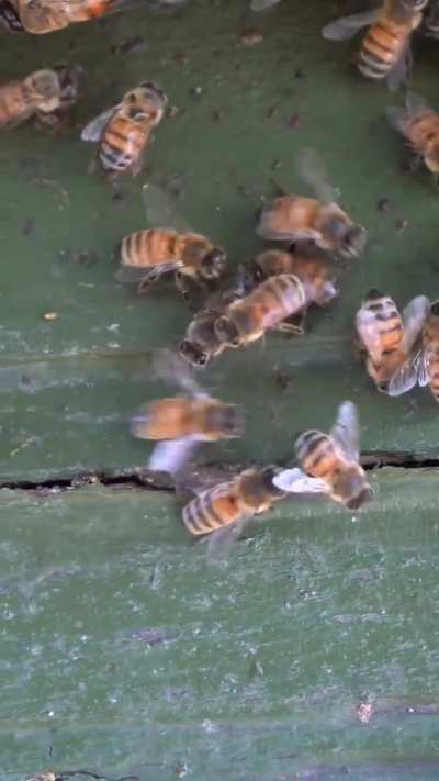 Guard bees don't let drunk bees in to protect the hive. Fermented nectar can ruin the colony's honey supply, and intoxicated bees fly erratically and can behave aggressively. They have to sober up before coming back.