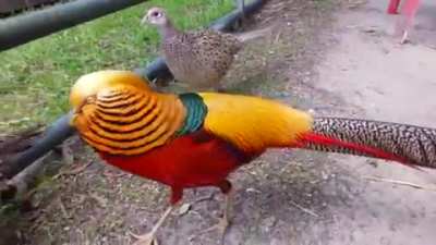 ? The magnificent Golden Pheasant ?