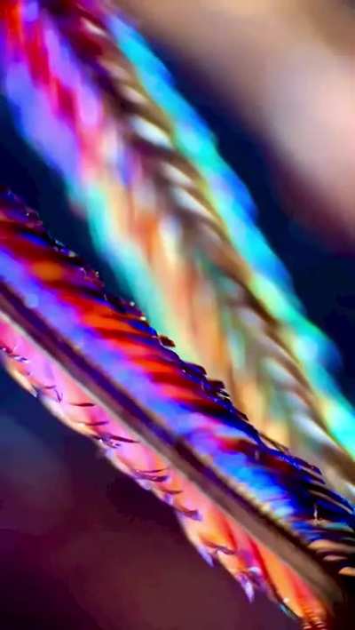 examining a peacock feather under a microscope