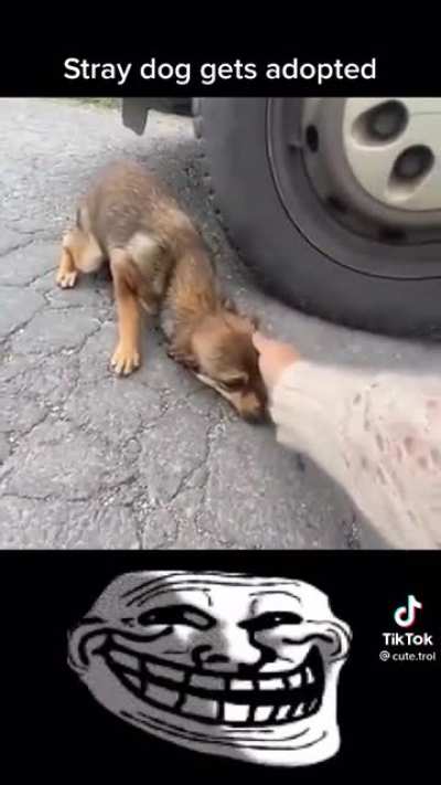 This dog getting adopted is so wholesome… ??