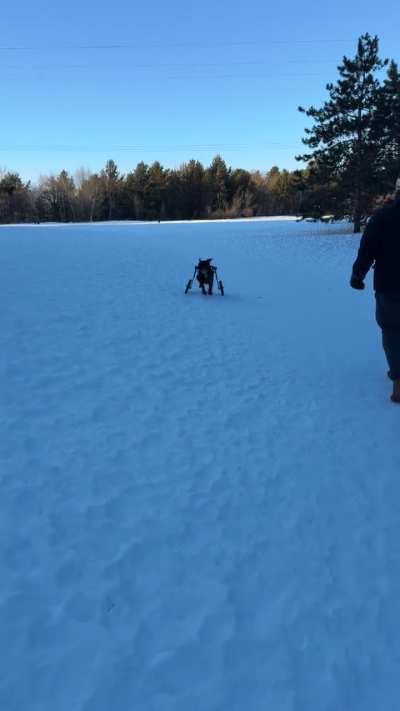 My disabled dog’s first time off leash in a year