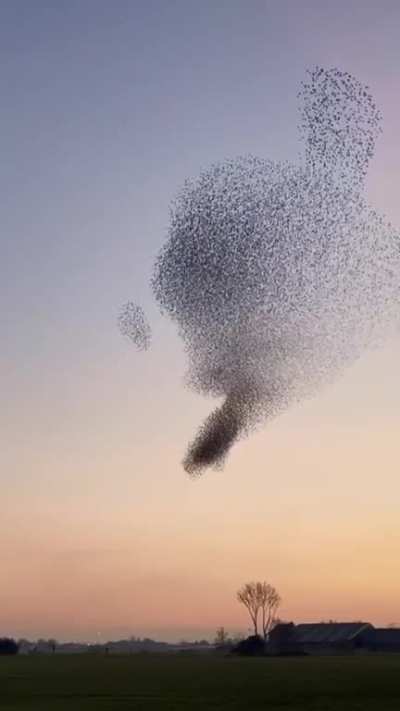 Dancing birds in the sky