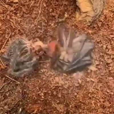 ? Timelapse of a Tarantula shedding it's skin.