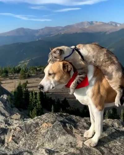 Mountain Climbing Buddies ?❤️?