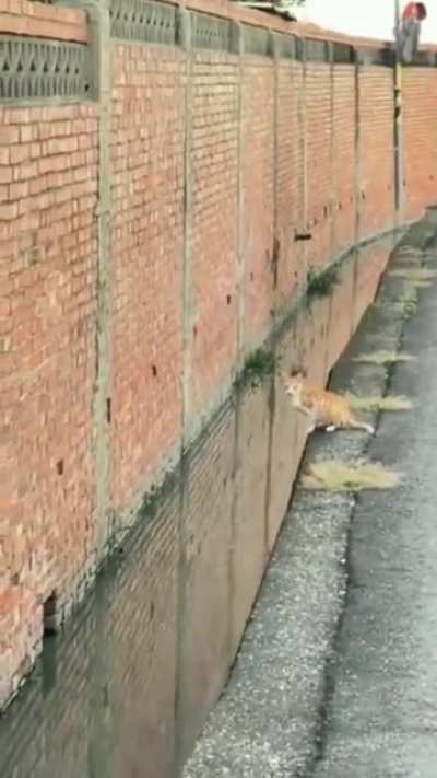 Cat makes the most precise jump ever ?