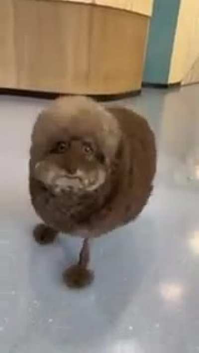 Lmao, Poor dog.  Got him looking like a cartoon.