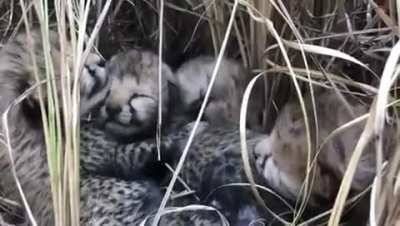 ? First wild cheetah birth in India after seven decades. (Cheetah was declared extinct in India in 1952) Four cheetah cubs born at Kuno National park to three years old cheetah named Siyaya, She is among the cheetahs that were reintroduced in India from N